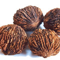 Black Walnut